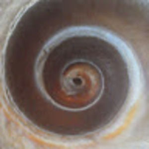 Meet your Posher, Suzanne